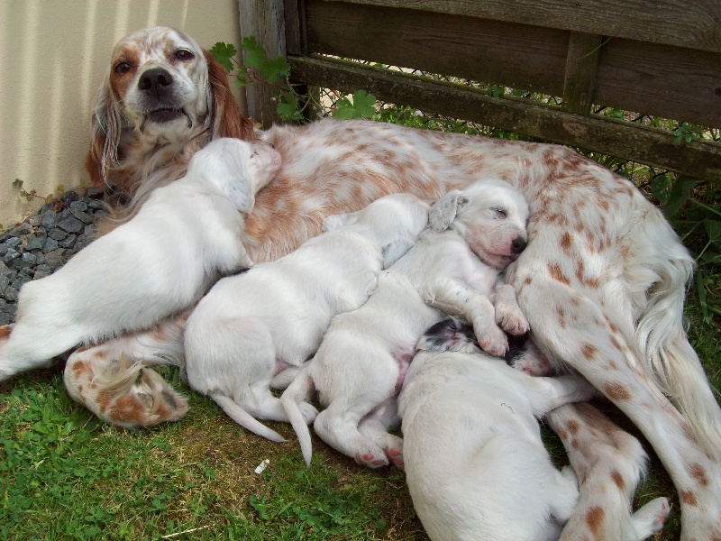 Chiot Setter Anglais de la Butte de la Torse